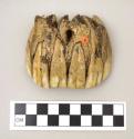 Fragments of jaw and teeth of