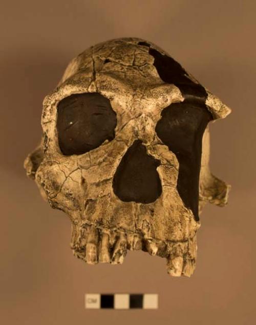 Homo habilis