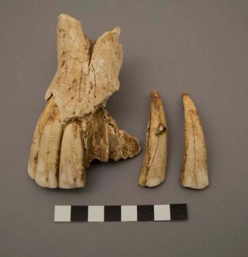 Bones & teeth of horse