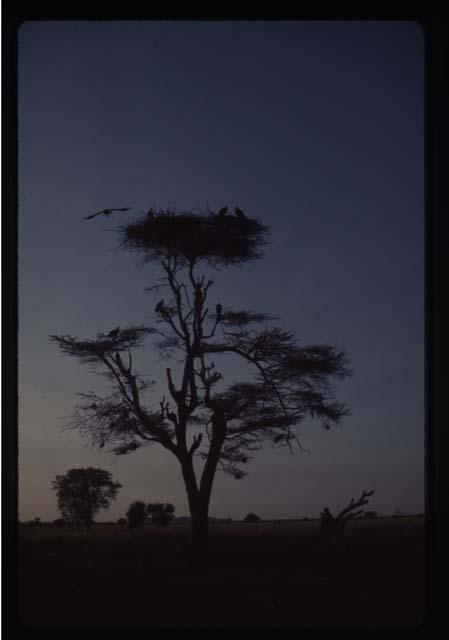 Vultures in tree - Ethiopia