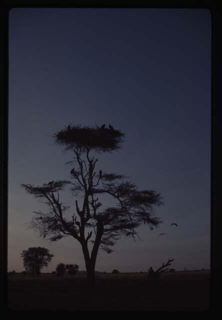 Vultures in tree - Ethiopia