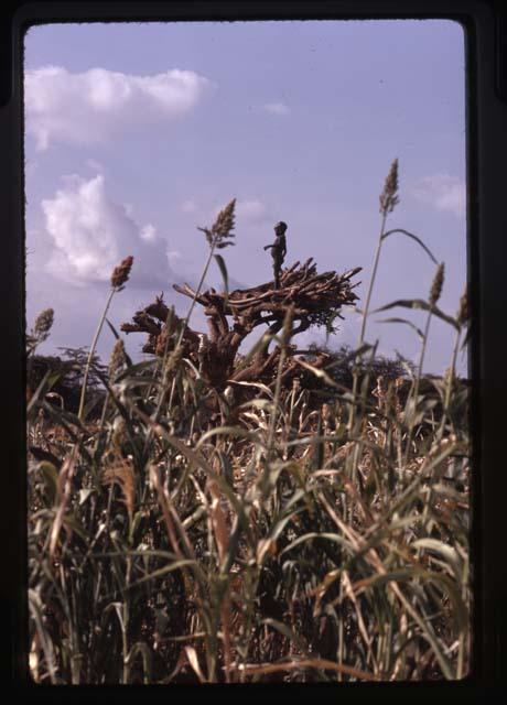 Color slides, Robert Gardner, Ethiopia, 1971 Hamar