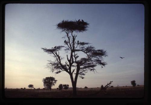 Vultures in tree - Ethiopia