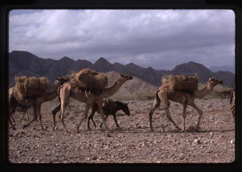 Camel train - Dallol Depression, Ethiopia