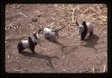 Clay cattle figurines - Nuer, Ethiopia