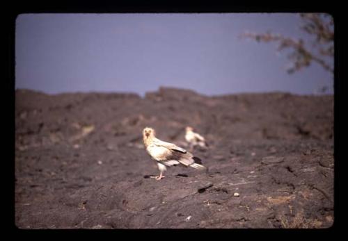 Bird - Ethiopia