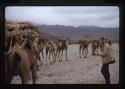 Stuart Cody and Camel Train - Dallol Depression, Ethiopia