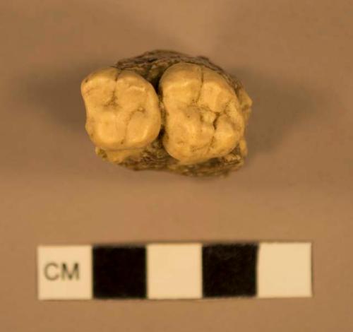 Australopithecus africanus