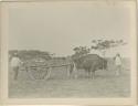 Two men with oxen and cart