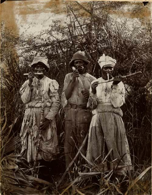 Three sugar cane cutters