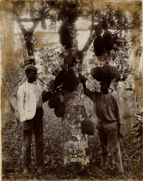 Two boys or young men pose with a jackfruit tree