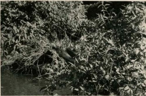 Large snake coiled on river bank