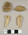 Small animal bones