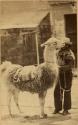 Man with llama