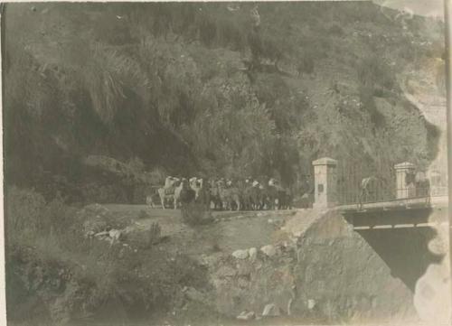 Llamas on a bridge