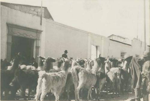 Street scene with men and llamas