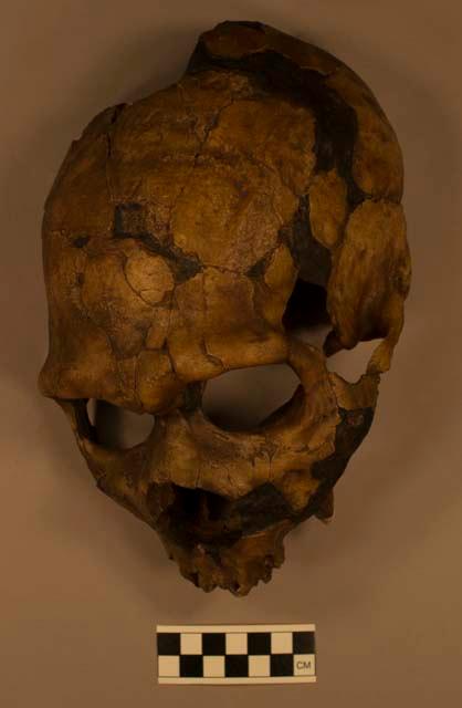 Homo neanderthalensis