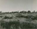 Women on gathering trips: Small group of women walking in the veld, distant view (print is a cropped image)