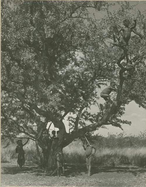 Boys climbing a tree in a clearing (print is a cropped image)