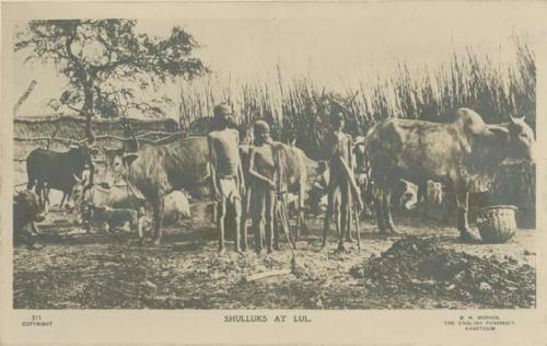 Men with cattle