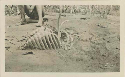 Elephant teeth used as medicine