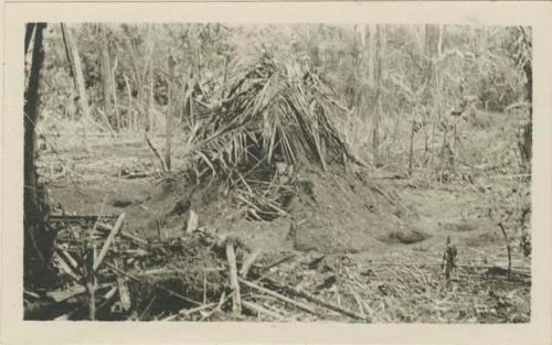 Termite nest