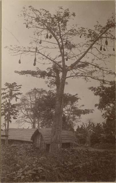 Huts under a tree