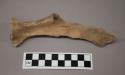 Scapula of deer, portion