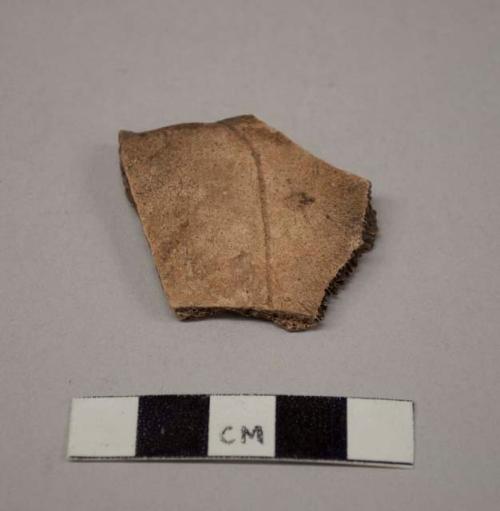 Fragment of turtle bone