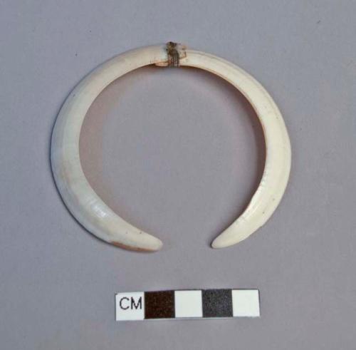 Double pig tusks - fixed together as nose ornament (wamaik)