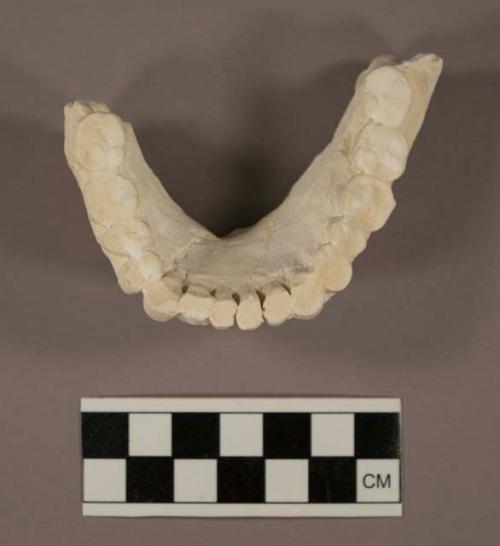 Homo neanderthalensis