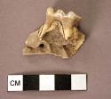 Organic, bone, jaw fragment with tooth, pig