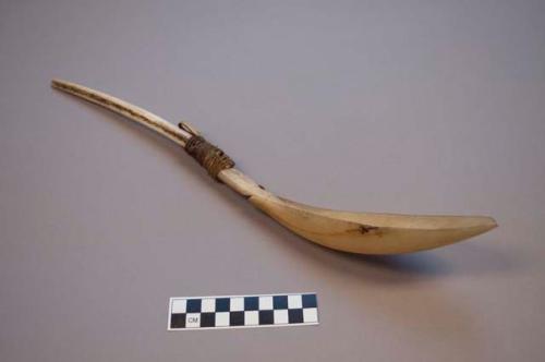 Ice or snow scoop, Copper Eskimo. 2 bone pieces that are bound with twisted sine