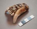 Bear jaw amulet. Made from lower jaw (mandible). Inlaid with haliotes shell.