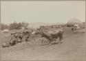 Cattle, with people and huts in background