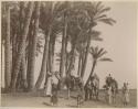 Men, camels and goats in front of date trees