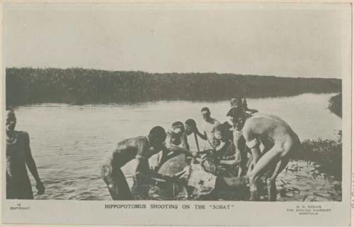 Group of men butchering a hippopotamus at the edge of the river