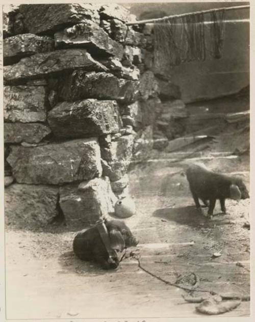 Two pigs by coal pile in courtyard of carpet factory