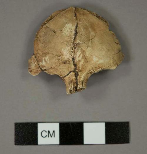 Micropithecus clarki