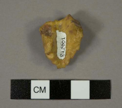 Dendropithecus macinnesi