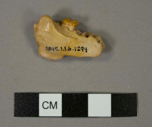 Pliopithecus pivetbau