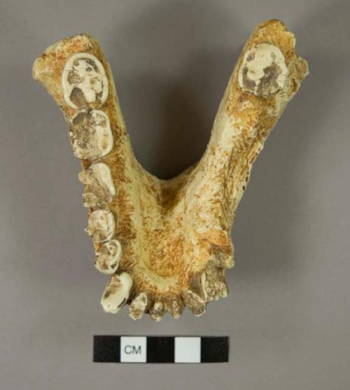 Ouranopithecus macedoniensis