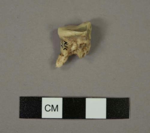 Ouranopithecus macedoniensis