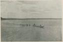 Two people in a boat with reindeer swimming