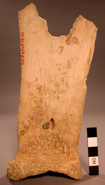 Inscribed "oracle bone"