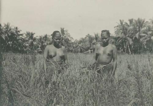 Tagbanua women harvesting rice