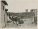 Courtyard of shop with transport camels and sheep