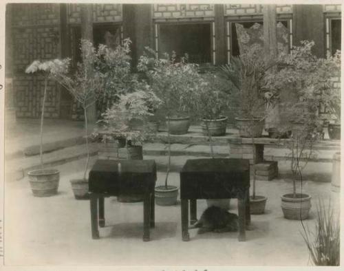 Regent of Alashan's Palace courtyard  of potted trees, two tables, and small dog