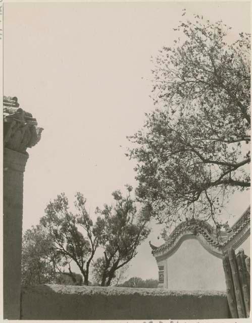 Trees in courtyard of small temple