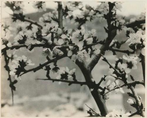 Close up of flowering peach tree